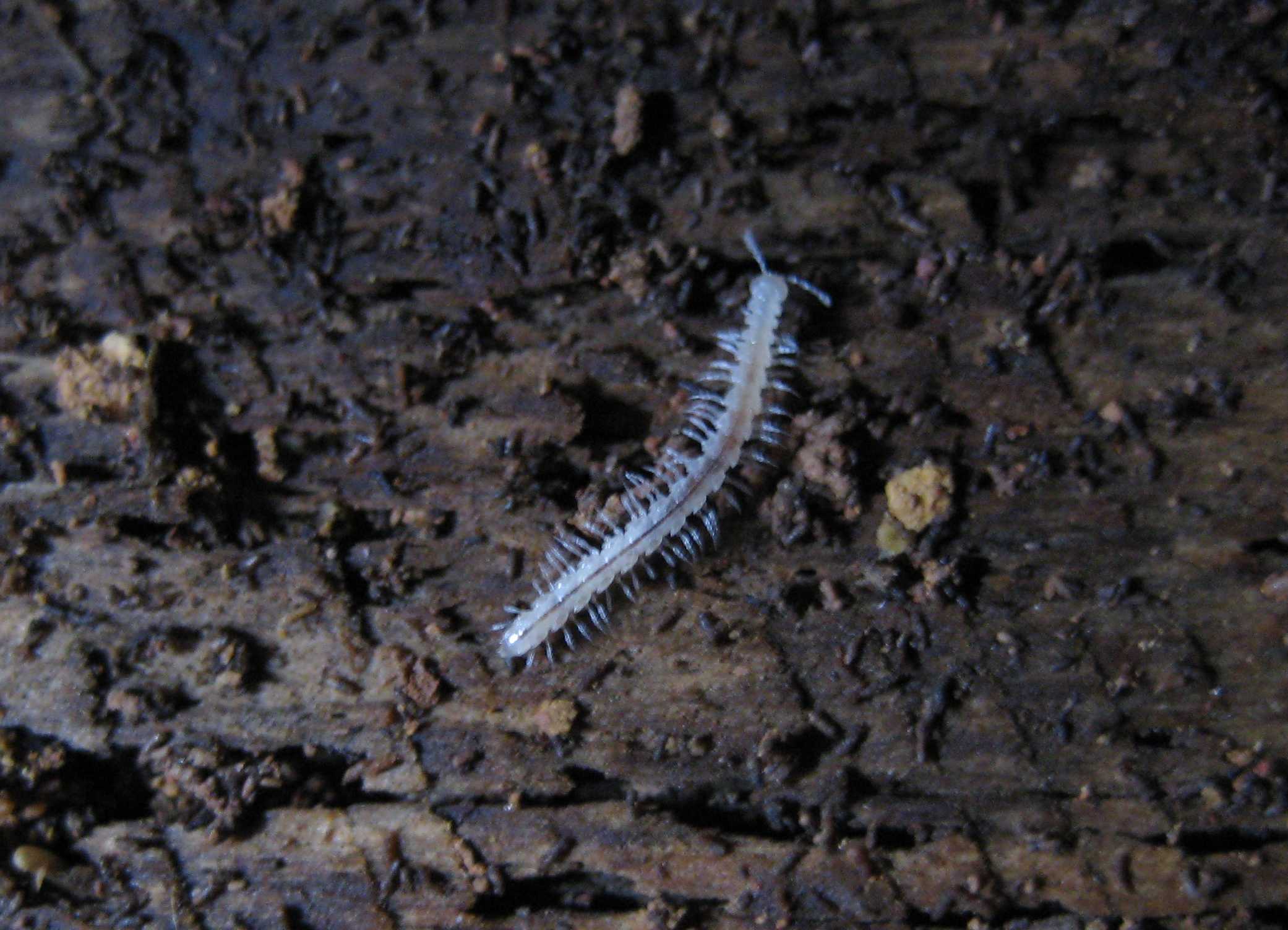 Cave of the Winds New Species of  Milliped cropped WEB