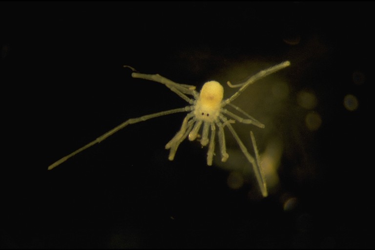 Harvestmen - immature in Glenwood Caverns