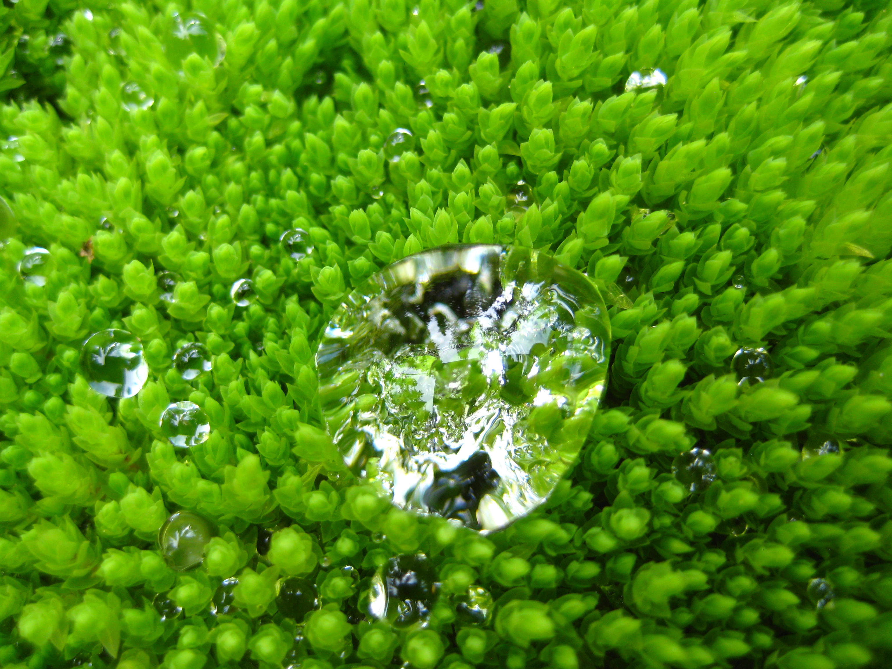 Water Drops on Moss