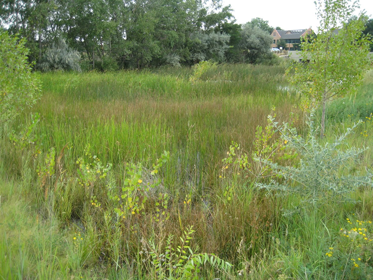 bear canyon creek created wetlands