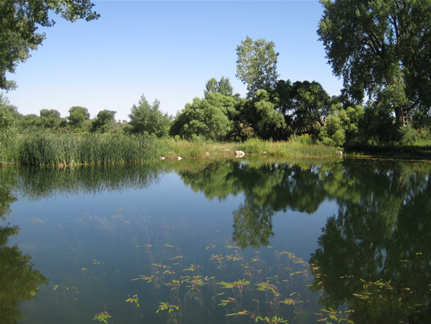 pond construction and habitat enhancement
